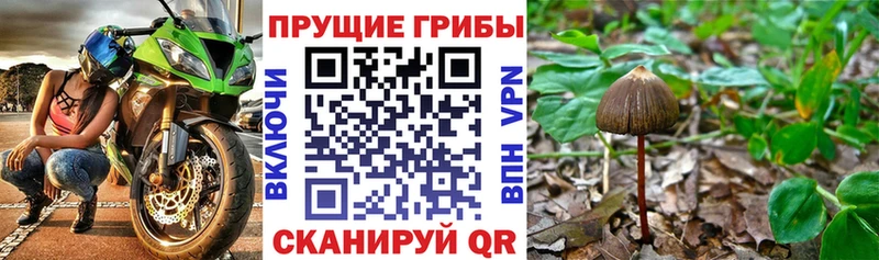 Псилоцибиновые грибы ЛСД  блэк спрут ССЫЛКА  Тогучин 